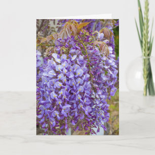 purple wisteria card