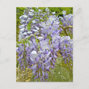 Purple Wisteria Coordinating Items Postcard