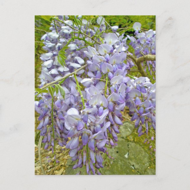 Purple Wisteria Coordinating Items Postcard (Front)