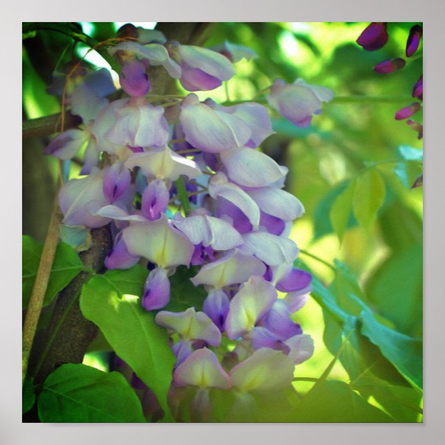 Purple Wisteria Flower Poster (Front)