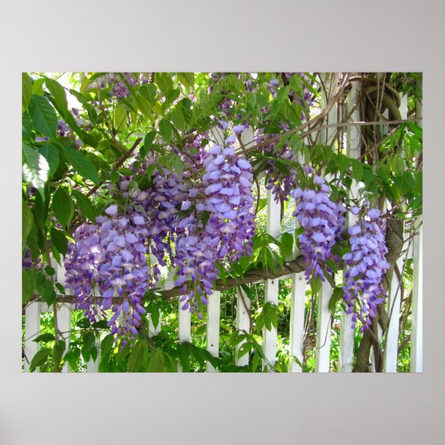 Purple Wisteria ~ impression (Devant)