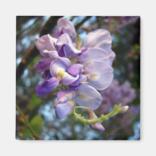 Purple Wisteria Magnet (Front)