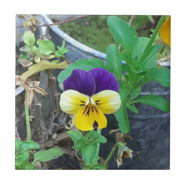 Purple & Yellow Pansy Ceramic Tile (Front)