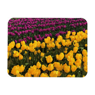 Purple & Yellow Tulip Field, Oregon Magnet