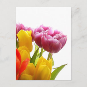 Purple & Yellow Tulips Postcards