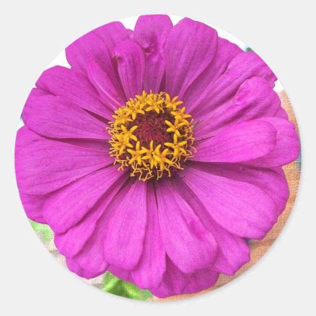 Purple Zinnia Flower in Bloom Classic Round Sticker (Front)