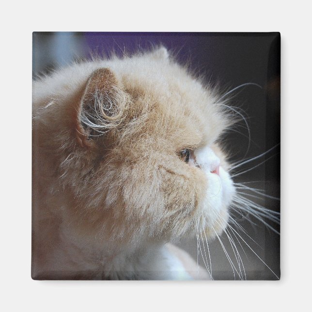 Purr-fect Persian Cat Magnet (Front)