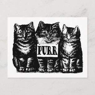 Purr Kittens Postcard