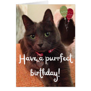 Purrfect Cat Photo Birthday Card - Blank Inside