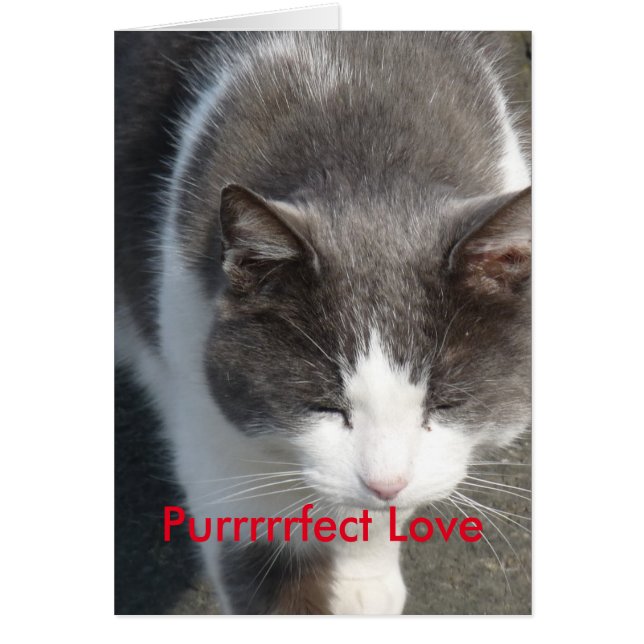 Purrfect Love Carte Chat (Devant)