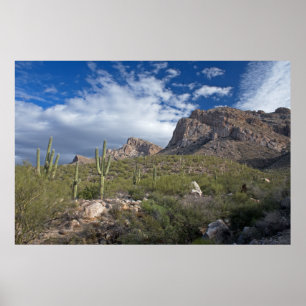 Pusch Ridge Landscape Poster