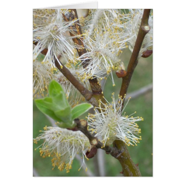 Pussy-willows (Front)