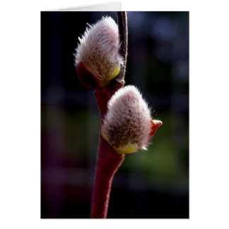 Pussywillow buds in spring