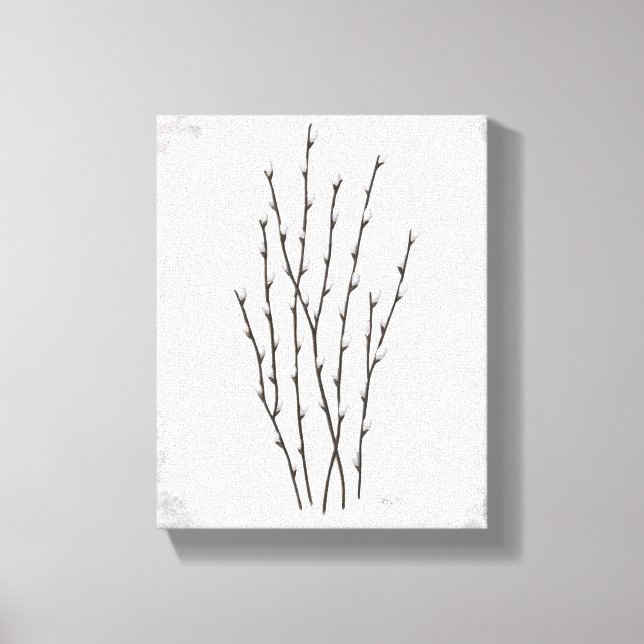 Pussywillows Canvas Print (Front)