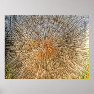 pusteblume 2007 poster