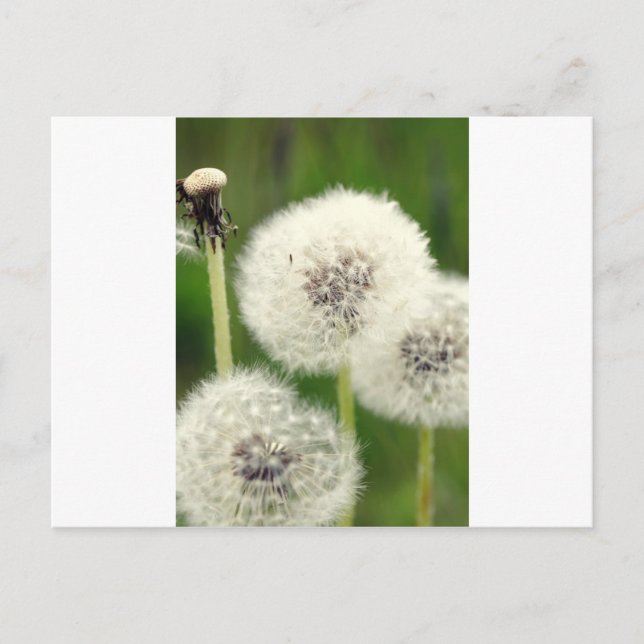 Pusteblume 2013 1 postcard (Front)