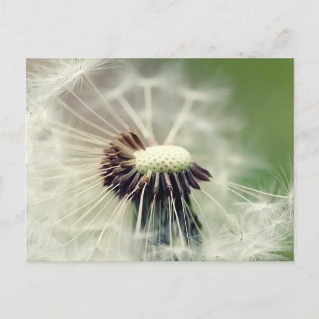 Pusteblume 2013 3 postcard (Front)