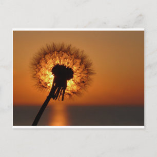 Pusteblume / Dandelion Postcard