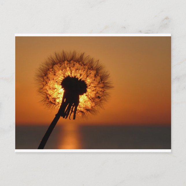 Pusteblume / Dandelion Postcard (Front)