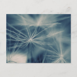 Pusteblume Postcard