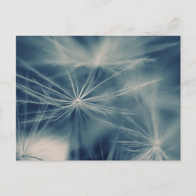 Pusteblume Postcard (Front)