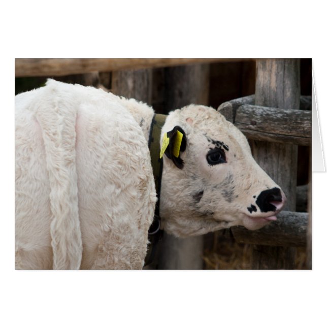 Pustertal Pied Calf (Front Horizontal)