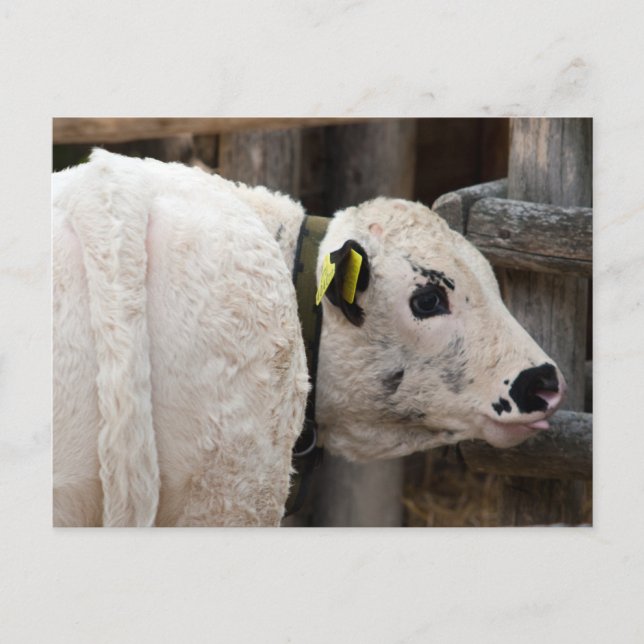 Pustertal Pied Calf Postcard (Front)