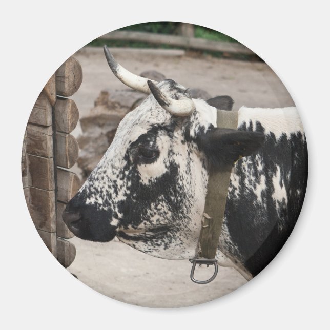 Pustertal Pied Cow Magnet (Front)