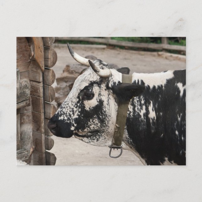 Pustertal Pied Cow Postcard (Front)