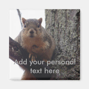 Put this squirrel on your fridge magnet