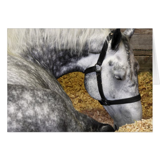 Puyallup Fair Horse 5x7 Card (Front Horizontal)