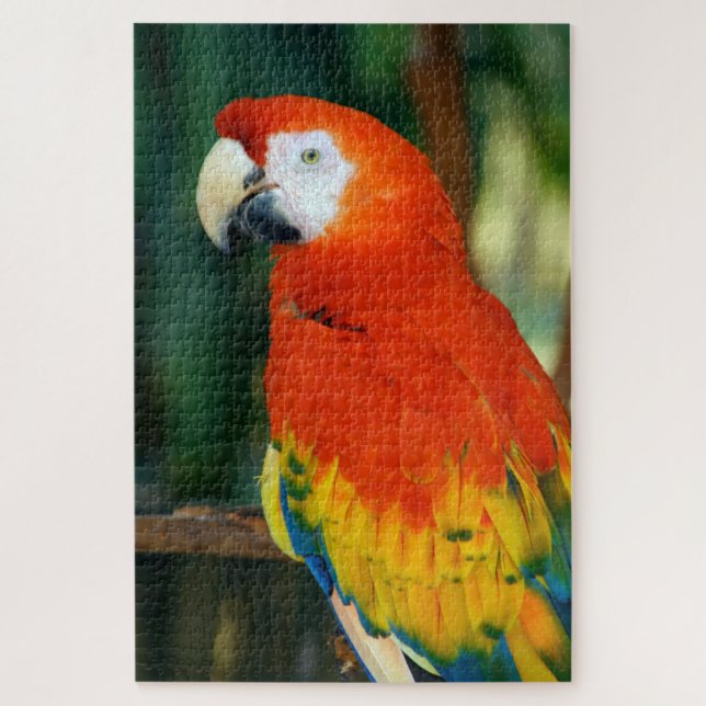 Puzzle 1000 pièces Scarlet Macaw (Vertical)