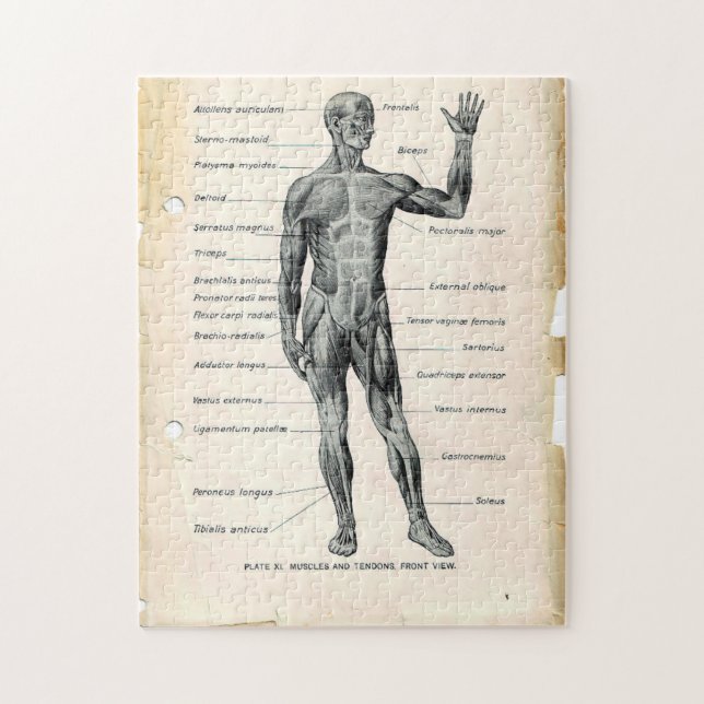 Puzzle 11x14 pages de livres d'anatomie Vintages (Vertical)