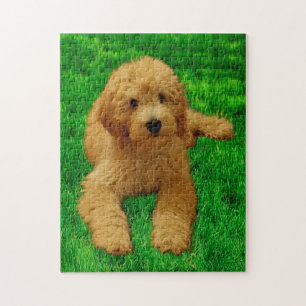 Puzzle 11x14 Rex The Goldendoodle