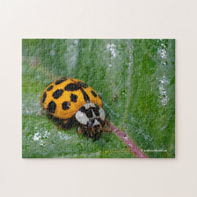 Puzzle 18 taches jaune et noir Ladybug (Horizontal)