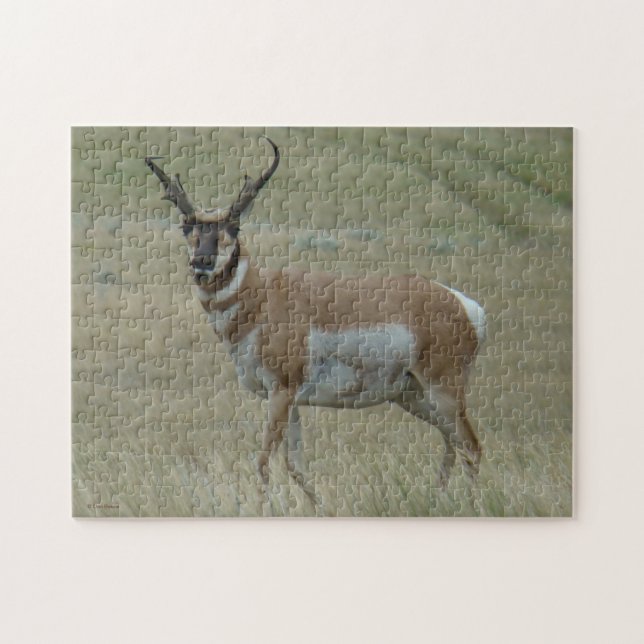 Puzzle 33 Pronghorn Antelope Crooked Horns (Horizontal)