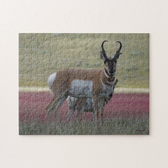 Puzzle A24 Pronghorn Antelope (Horizontal)