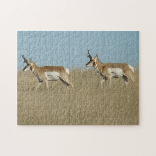 Puzzle A45 Pronghorn Antelope Bucks