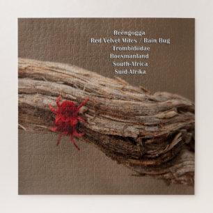Puzzle Acarides de velours/insecte rouges de pluie