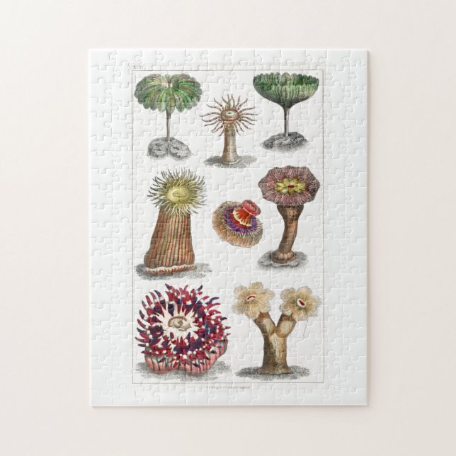 Puzzle Actiniae vintage, science, ernst haeckel, biologie (Vertical)