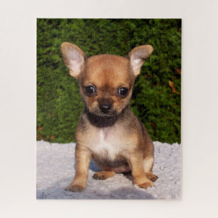 Puzzle Adorable Chihuahua Chiot