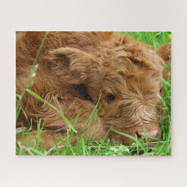 Puzzle Adorable veau écossais des Highlands (Horizontal)