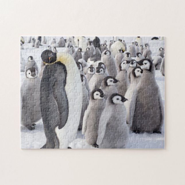 Puzzle Adulte de pingouin d'empereur avec des poussins (Horizontal)