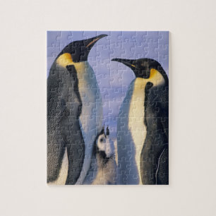 Puzzle Adultes de l'empereur Penguins (Aptenodytes forste