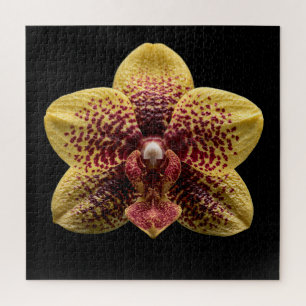 Puzzle Affiche de la collection élégante d'orchidées bota