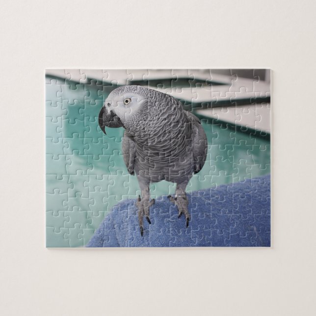 Puzzle African Grey Pool Party (Horizontal)