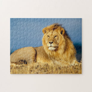 Puzzle African Lion 2