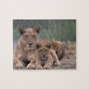 Puzzle Afrique, Botswana, delta de l'Okavango. Lions
