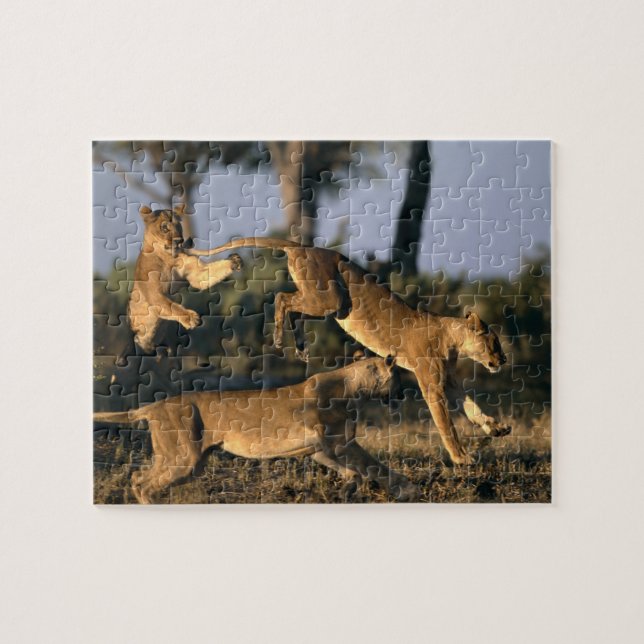 Puzzle Afrique, Botswana, Parc national de Chobe, Lioness (Horizontal)