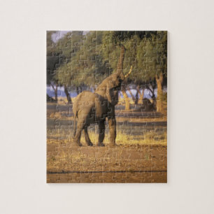 Puzzle Afrique, Kenya, Masaï Mara. Eléphant (Loxodonta)